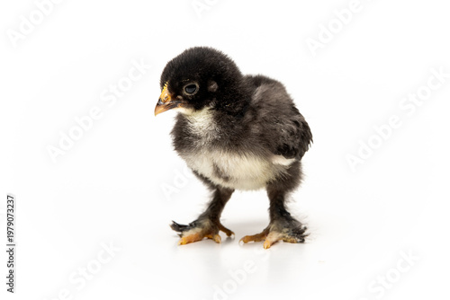 Cute baby chick isolated on white background, spring and new life concept