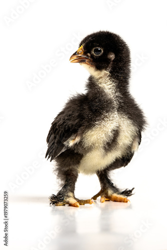 Cute baby chick isolated on white background, spring and new life concept