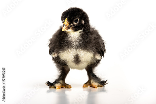 Cute baby chick isolated on white background, spring and new life concept