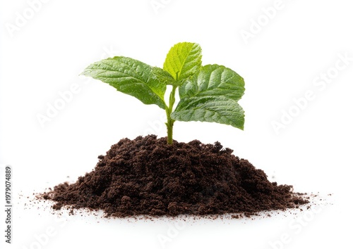 Small green plant sprouts from rich soil on a clean white background
