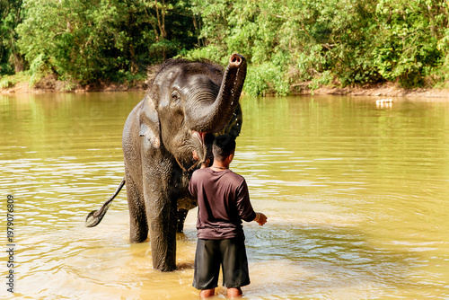 фотографія Elephant bathing in Thailand ,elephant Kalim elephant care, elephant drover, bru