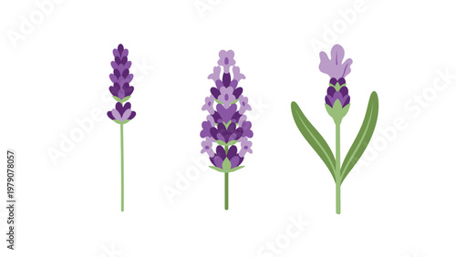 Stylized Lavender Flowers Vector Illustration Set. Purple Aromatic Plant Icons in Flat Design.