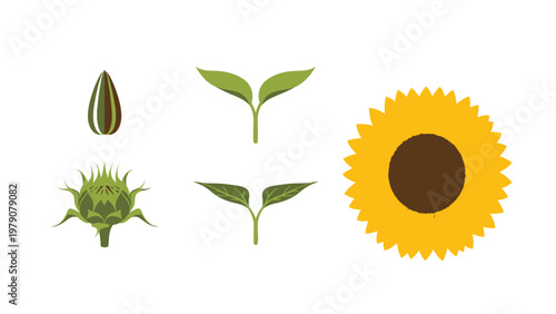 Sunflower Life Cycle Stages Vector. Botanical growth from seed to bloom: sprout, bud, flower, plant development icons.
