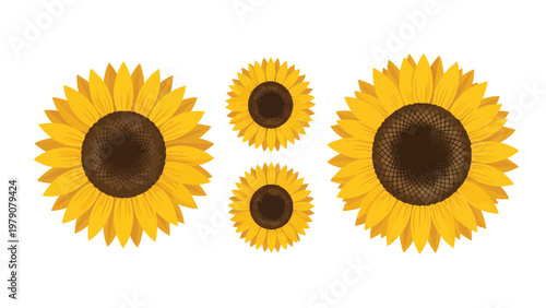 Set of bright yellow sunflowers in various sizes, flat vector illustration on white background