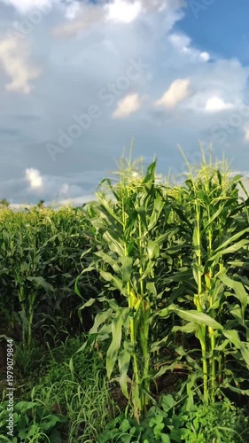 corn field and blue sky 