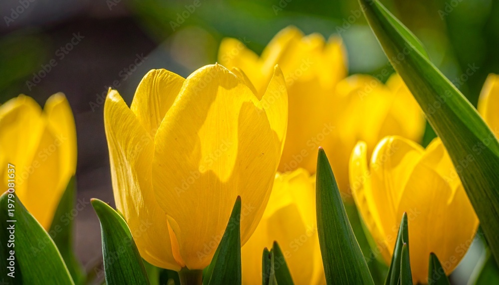 Naklejka premium close-up of bright yellow tulips blooming in a lush garden.