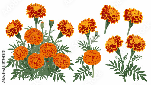 A vibrant collection of orange marigold flowers with green stems