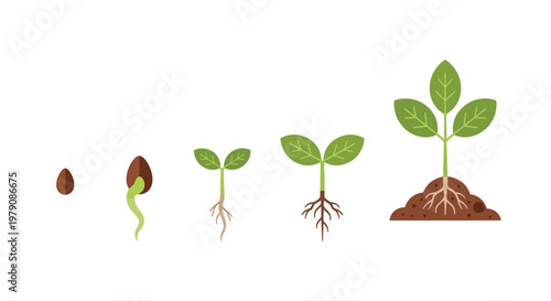A visual depiction of a seed s germination and growth stages