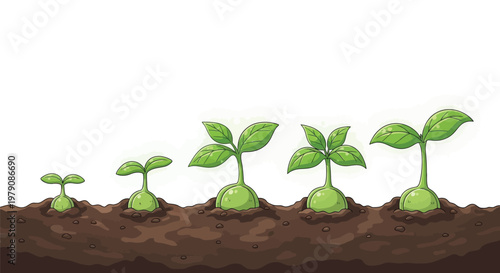 Illustration of a bean plant s growth stages from seed to sprout
