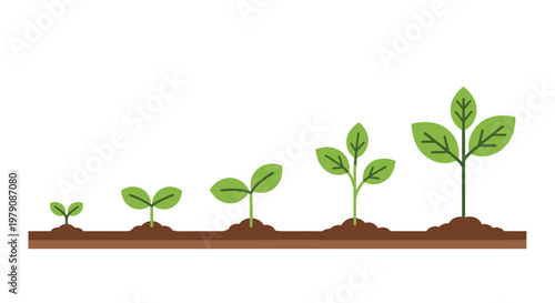 Plant growth stages illustrated with simple green sprouts and soil