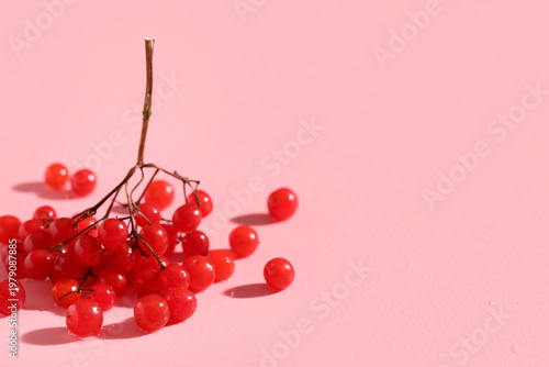 Fresh viburnum berries on p...