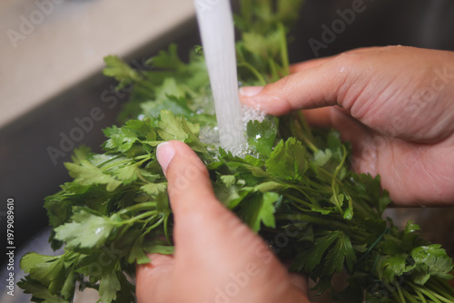Quadro em tela Washing fresh cilantro under running water in the kitchen