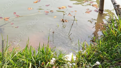The fish are eating the food in the pond.