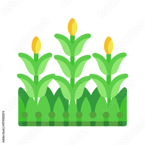 Three corn stalks in a field on a dark background for harvest season