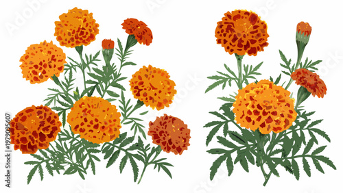 Vibrant orange and red marigold flowers with green stems and leaves