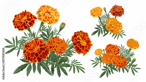 Vibrant watercolor illustration of orange and red marigold flower arrangements