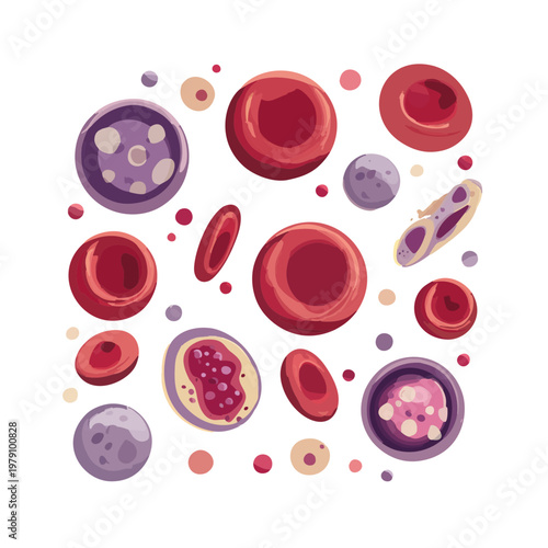 Various Types of Human Blood Cells vector Illustration