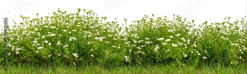 A lush row of daisies and greenery against a clean white background, creating a natural scene