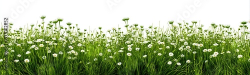 A lush meadow of daisies and tall green grass, viewed from ground level, against a white sky