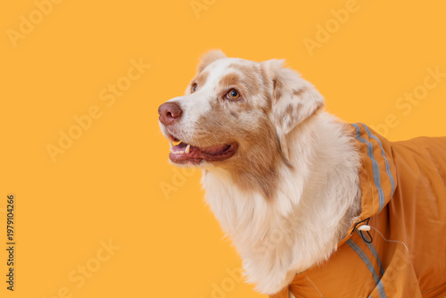 Cute Australian Shepherd do...