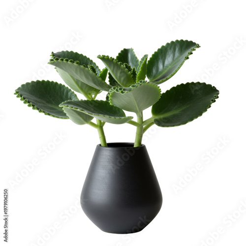Lush green plant in a black vase with unique leaf edges isolated on white background