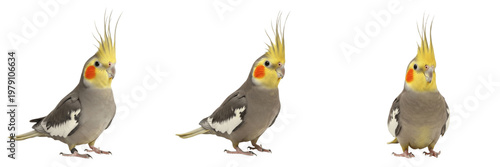 Canvastavla Cockatiel Nymphicus hollandicus standing with raised crest, calopsitte élégante, Nymphensittich, Australian crested parrot, yellow crest bird, pet cockatiel behavior, bird crest display