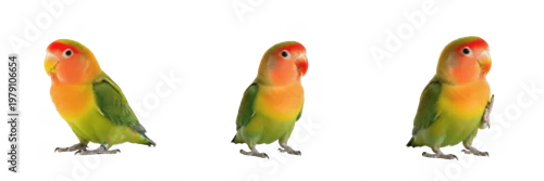 Fototapeta na wymiar Peach-faced Lovebird Agapornis roseicollis posture on white floor, rose-ringed lovebird, inséparable à face rose, Rosenköpfchen, African parrot, small pet bird, colorful lovebird photography.