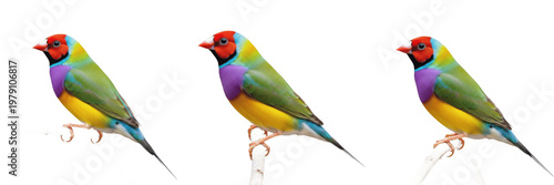 Fotografie Gouldian Finch Chloebia gouldiae perched with bright head pattern, diamant de Gould, Gouldamadine, rainbow finch, Australian bird, colorful exotic finch, vibrant avian