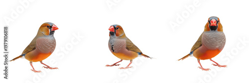 Foto Society Finch Lonchura striata domestica standing calmly, moineau du Japon, Japanisches Mövchen, bengalese finch, domestic bird, small pet finch, calm bird posture
