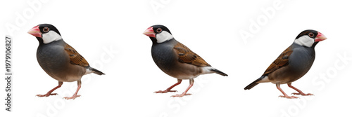 Bild auf Leinwand Java Sparrow Lonchura oryzivora standing with thick beak visible, padda de Java, Reisfink, Java finch, Indonesian bird, exotic pet finch, large-billed songbird