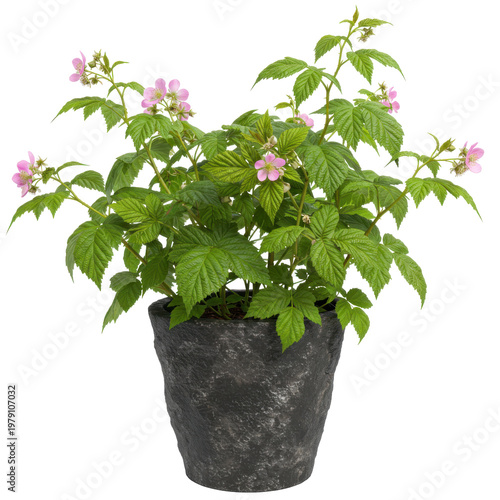 Raspberry plant in a textured stone pot with delicate pink blossoms isolated on white background