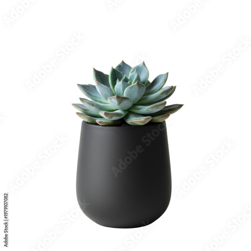 A striking succulent plant in a sleek, modern black pot isolated on white background