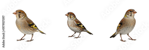 Foto Zebra Finch Taeniopygia guttata standing with subtle feather detail, diamant mandarin, Zebrafink, Australian songbird, pet finch photography, close-up avian feathers, small bird stance