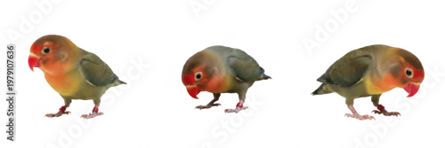 Fototapeta Peach-faced Lovebird Agapornis roseicollis looking downward, inséparable, Rosenköpfchen, African parrot behavior, small pet bird standing, curious avian photography.