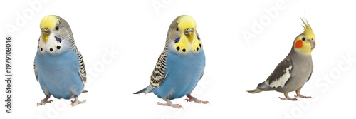 Φωτογραφία Zebra Finch Taeniopygia guttata standing with subtle body tilt, diamant mandarin, Zebrafink, Australian songbird, pet finch behavior, small bird posture, curious avian photography
