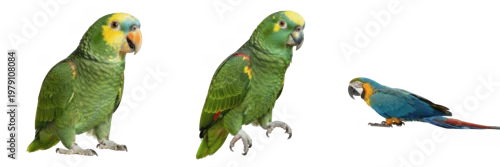 Fototapeta Lovebird Agapornis roseicollis standing with attentive posture, inséparable, Rosenköpfchen, African parrot, small pet bird, alert bird photography, colorful lovebird stance, avian attention.