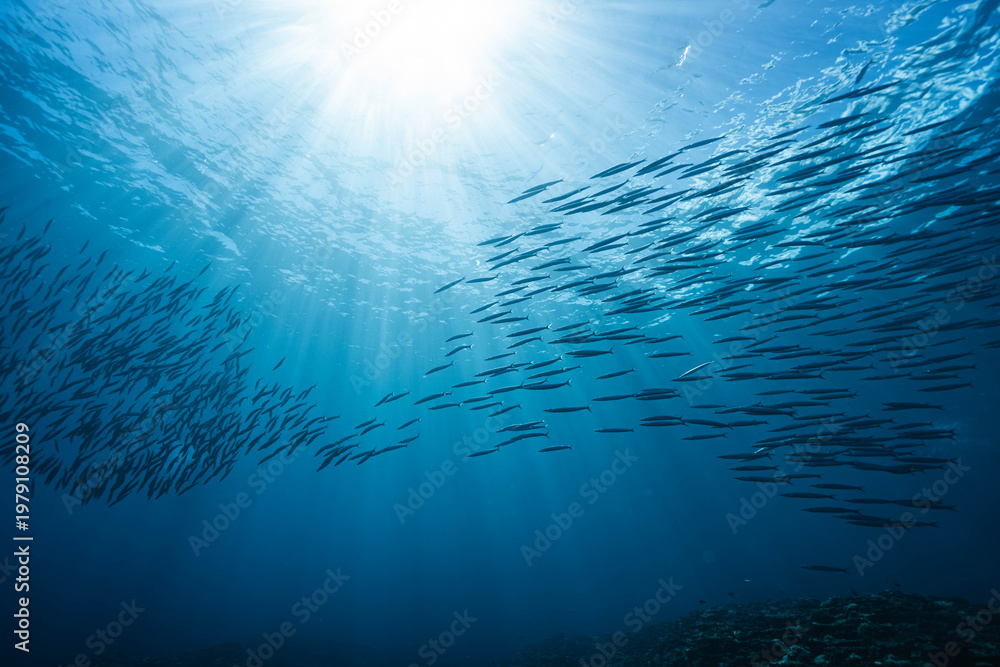Obraz premium Underwater view of streamlined barracuda shoal