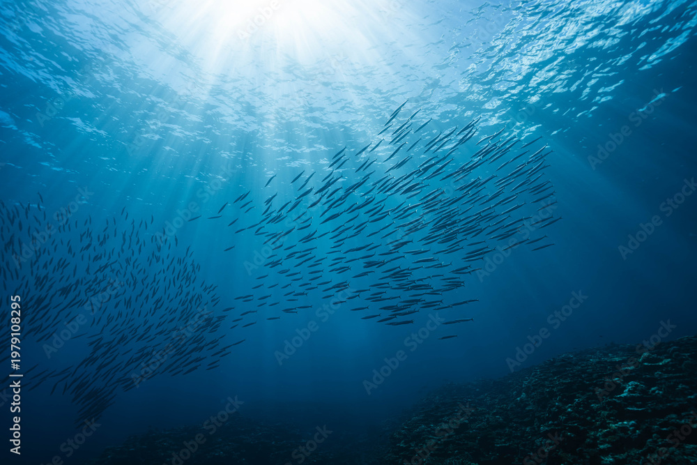 Obraz premium Barracuda school cruising through bright ocean surface