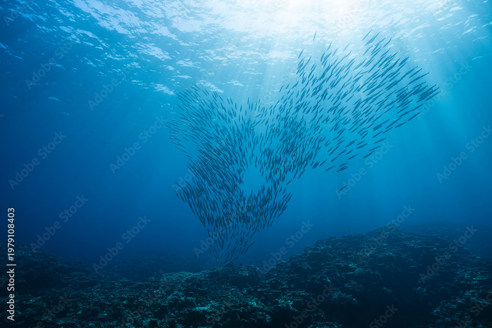 Fototapeta premium Barracuda forming fluid, flowing motion underwater