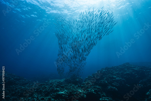 Photos Underwater currents guiding barracuda fish school