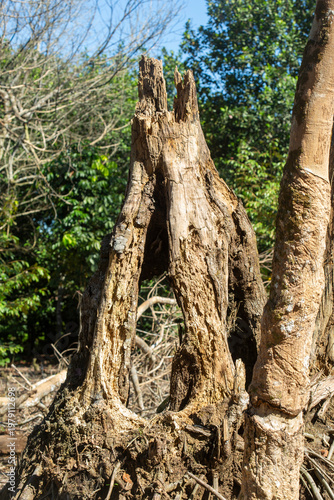 Dry wood during the dry season