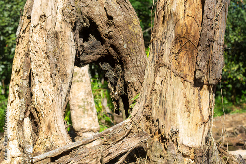 Dry wood during the dry season