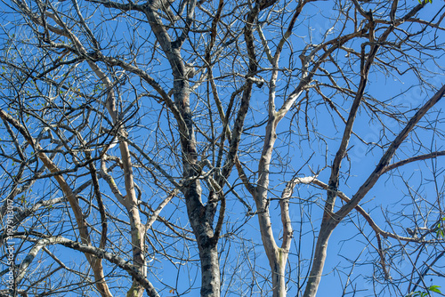Dry wood during the dry season