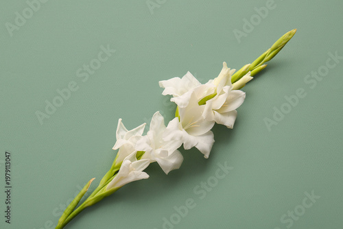 Branch of beautiful gladiol...