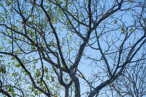Dry wood during the dry season
