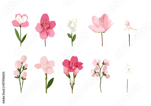 흰색 배경 위에 정교하게 그려진 분홍색과 흰색의 다양한 봄꽃 일러스트레이션 세트이며 벚꽃과 매화 그리고 진달래 같은 아름다운 식물 그래픽 디자인 요소들이 조화롭게 포함되어 있습니다.