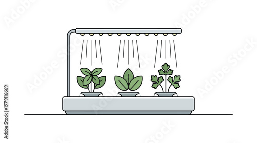 Indoor plants in a hydroponic system.