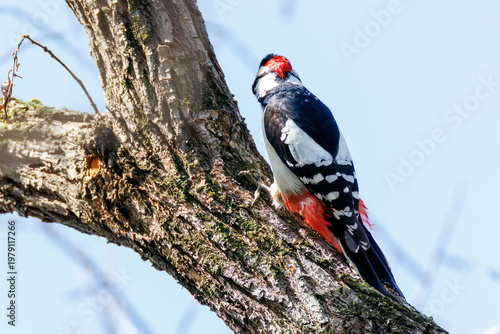 Fotografie アカゲラ, キツツキ科, （英名学名：Great Spotted Woodpecker, Dendrocopos major） 繁殖期でオスがメスを追いかけて飛
