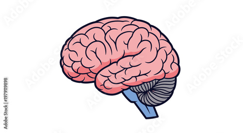 Human Brain Anatomy Illustration - Cerebrum, Cerebellum, Brainstem