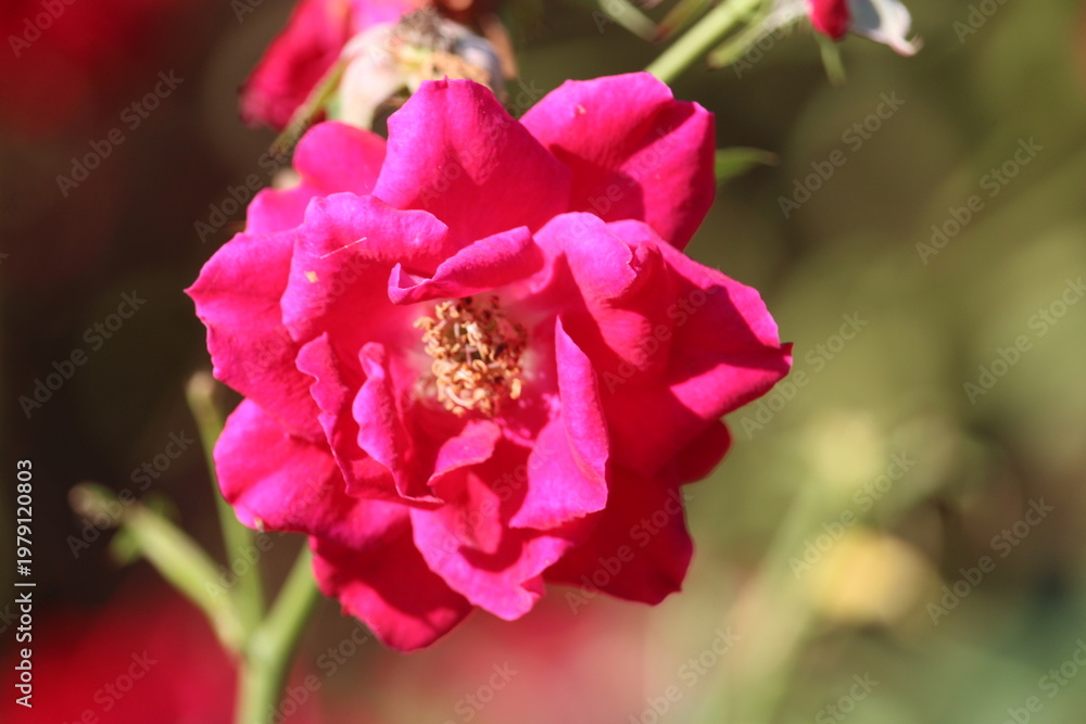 Obraz premium Rose rouge en gros plan avec fond flou – fleur de jardin en pleine floraison